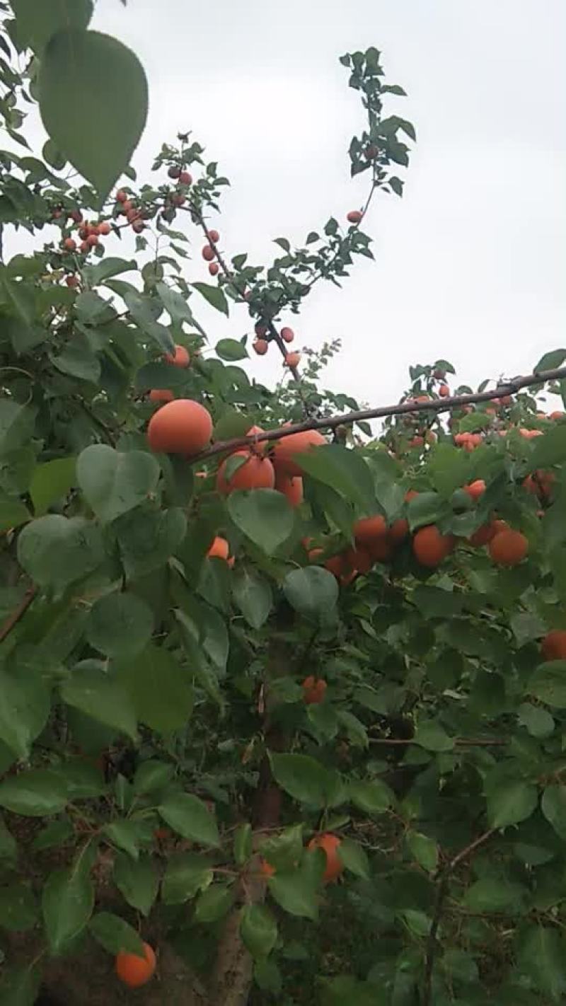 金太阳，大黄杏