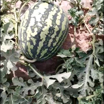 甜王西瓜
