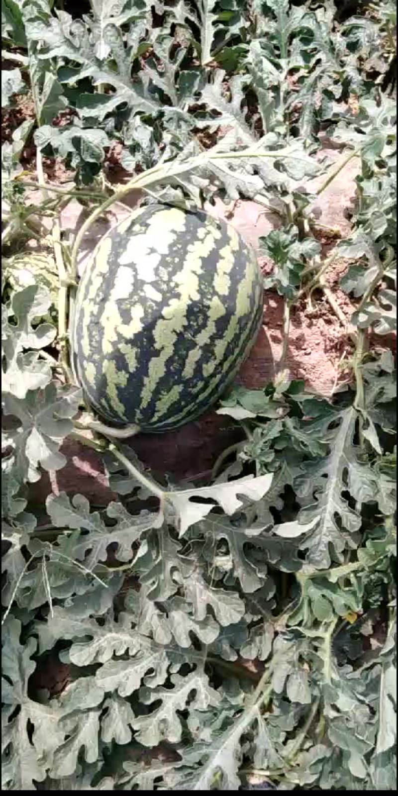 甜王西瓜