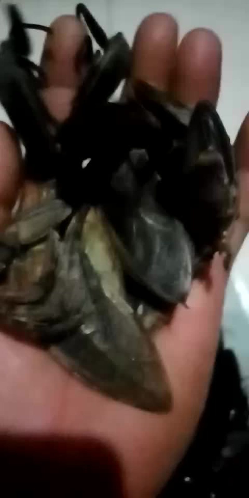 桂花蝉。各种昆虫冷背药材。大量有货。欢迎客商前来下单。
