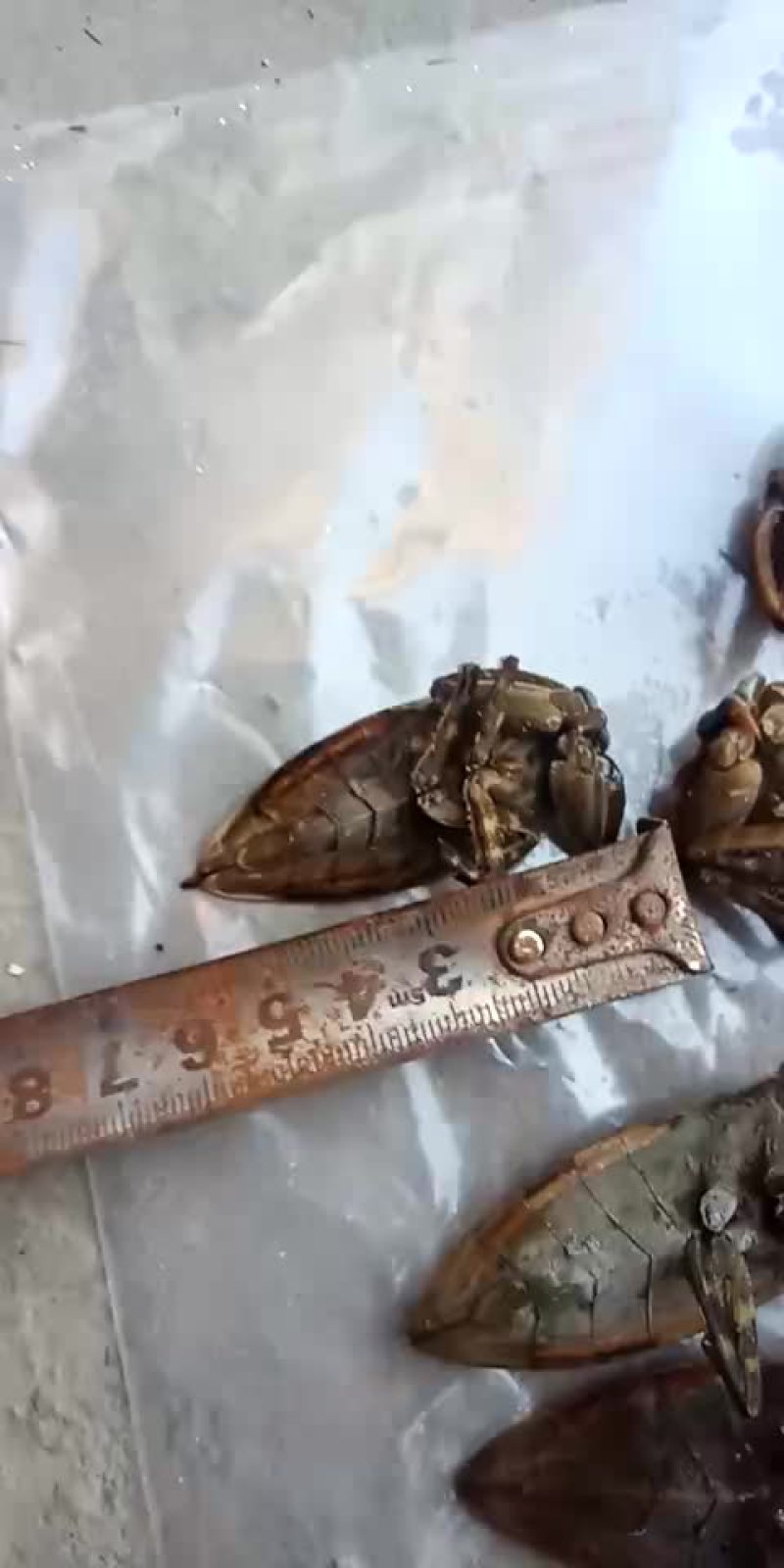 桂花蝉。各种昆虫冷背药材。大量有货。欢迎客商前来下单。