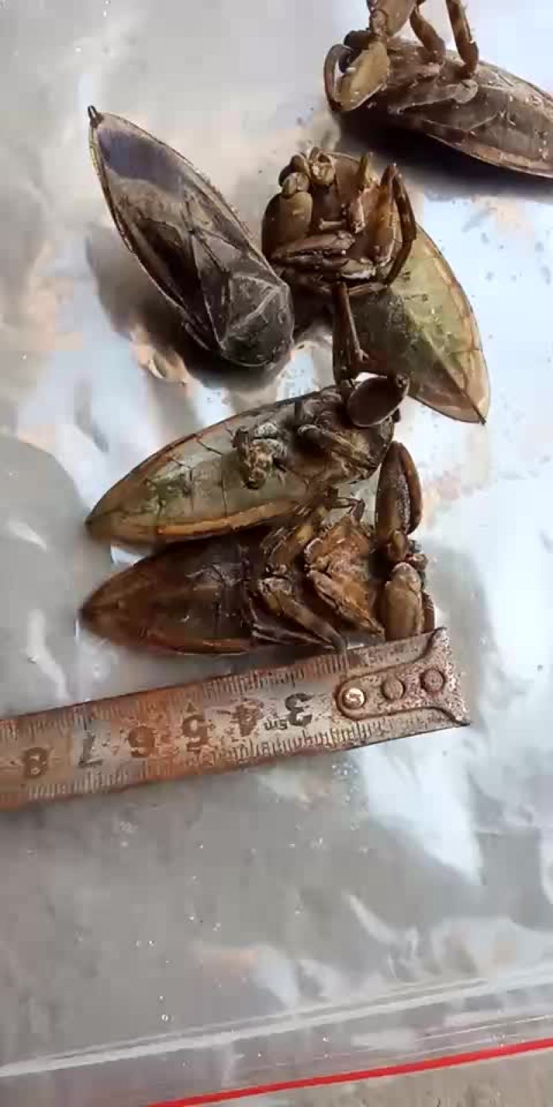 桂花蝉。各种昆虫冷背药材。大量有货。欢迎客商前来下单。