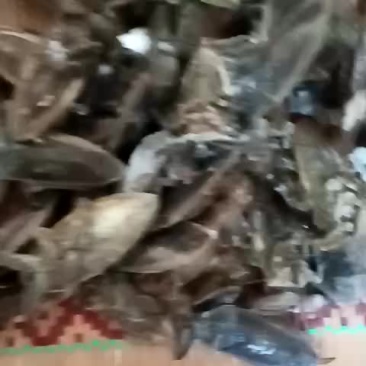 桂花蝉。各种昆虫冷背药材。大量有货。欢迎客商前来下单。