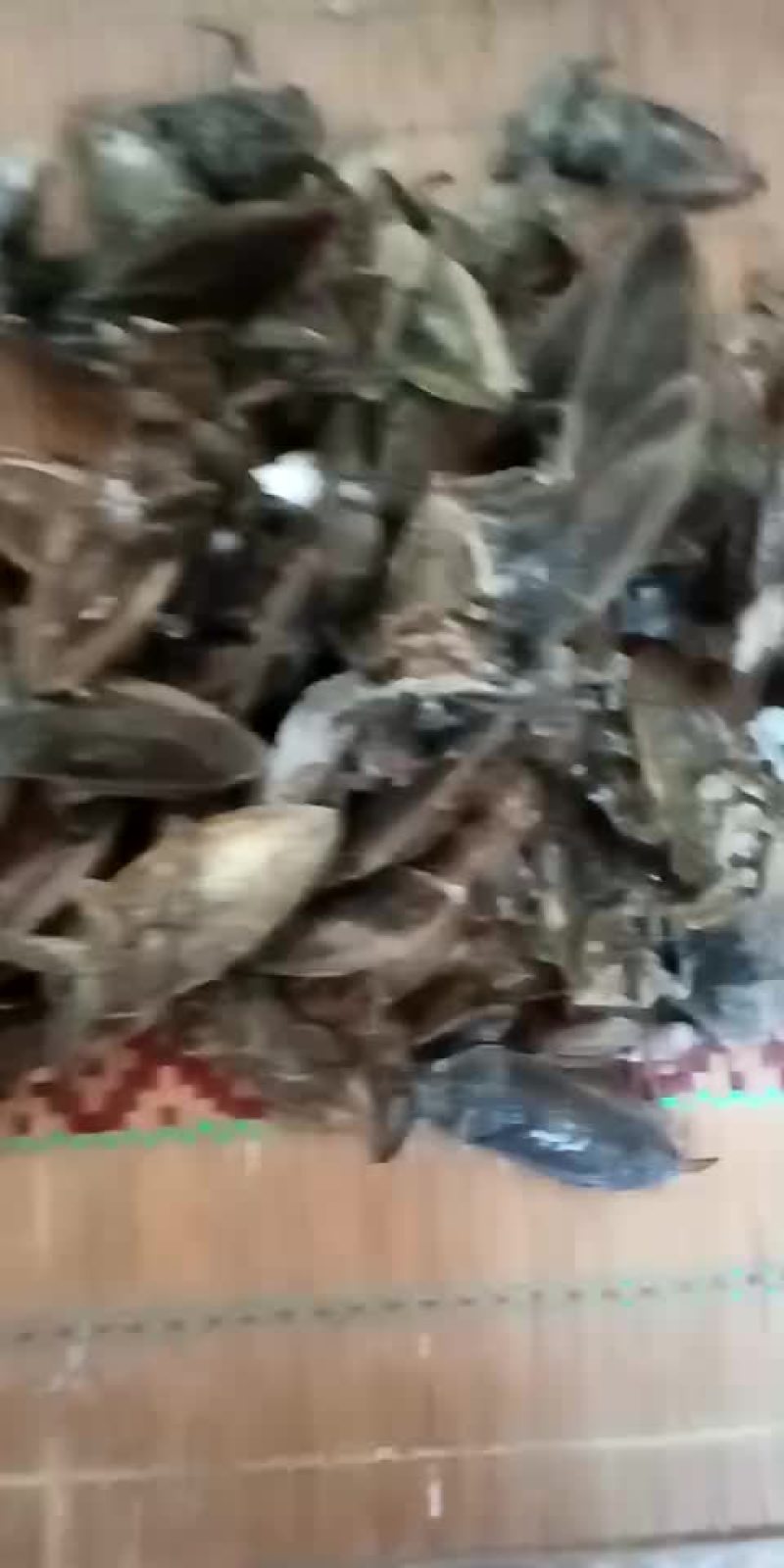 桂花蝉。各种昆虫冷背药材。大量有货。欢迎客商前来下单。