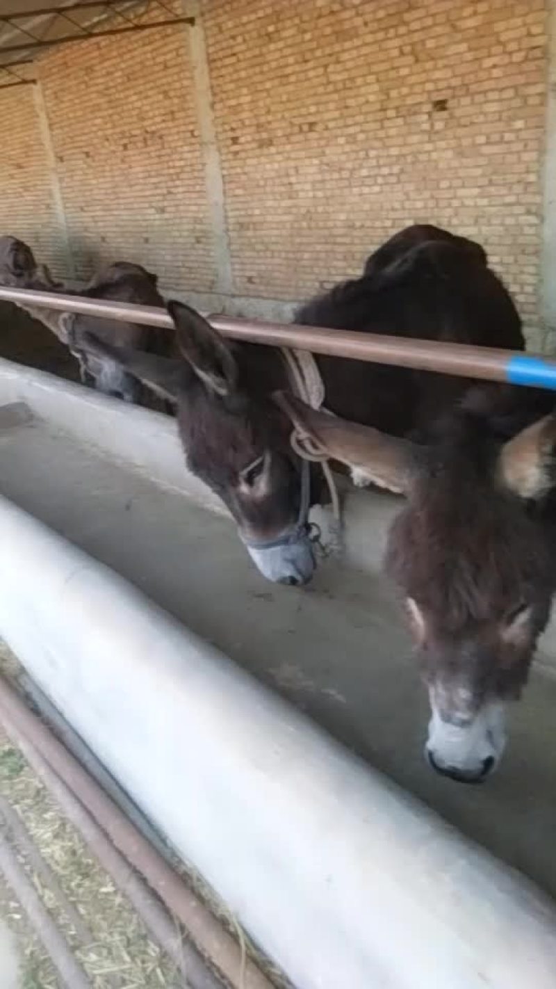毛驴