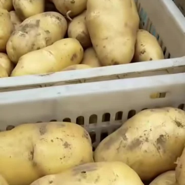 土豆大量上市