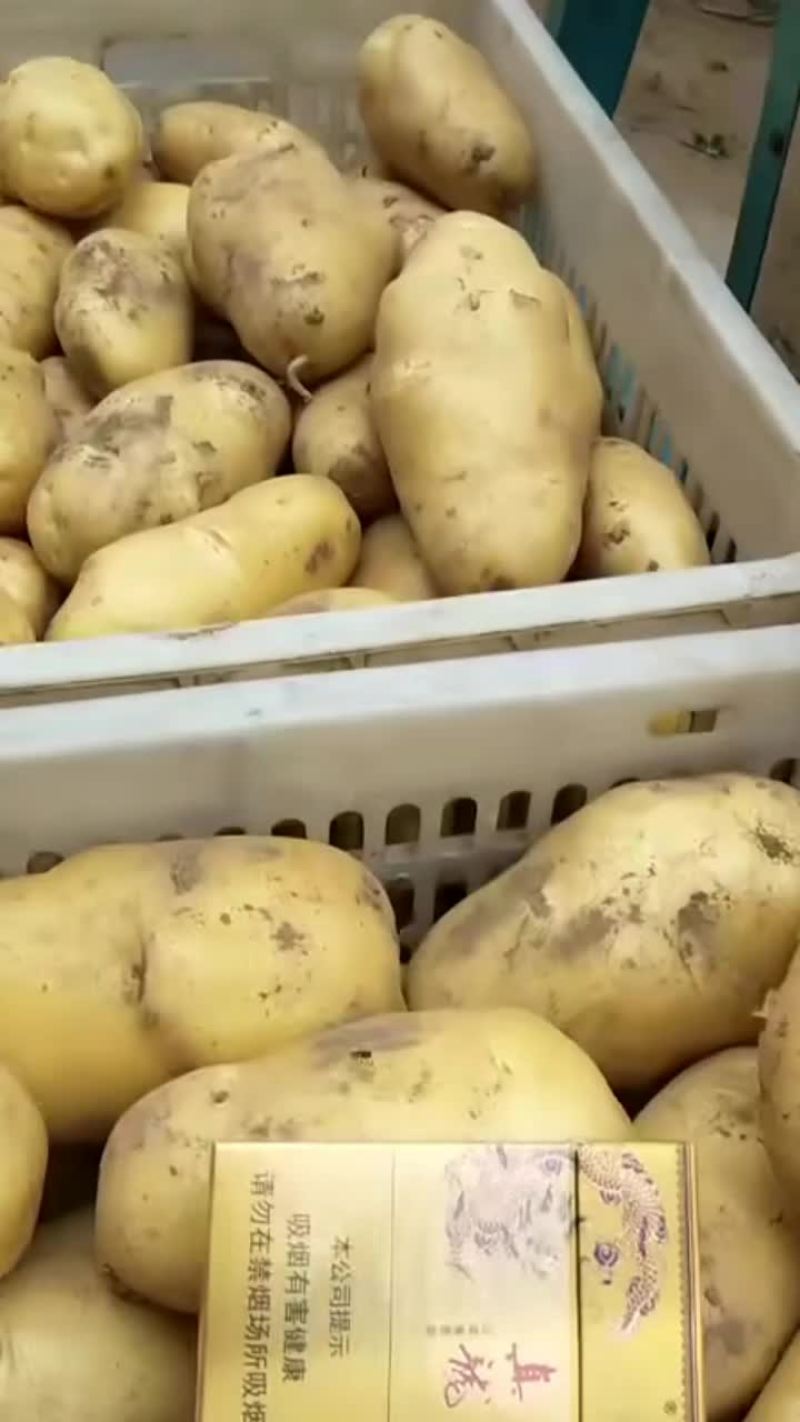 土豆大量上市