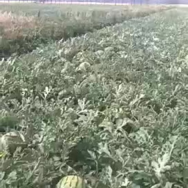 西瓜8424