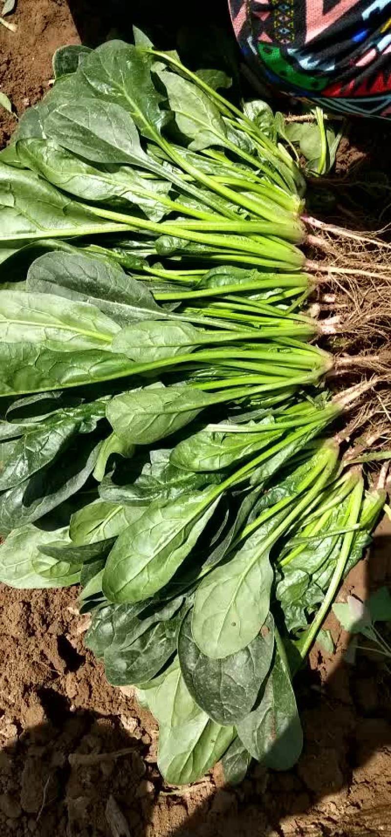 精品菠菜每天5万斤供应物流打包方便大量供应