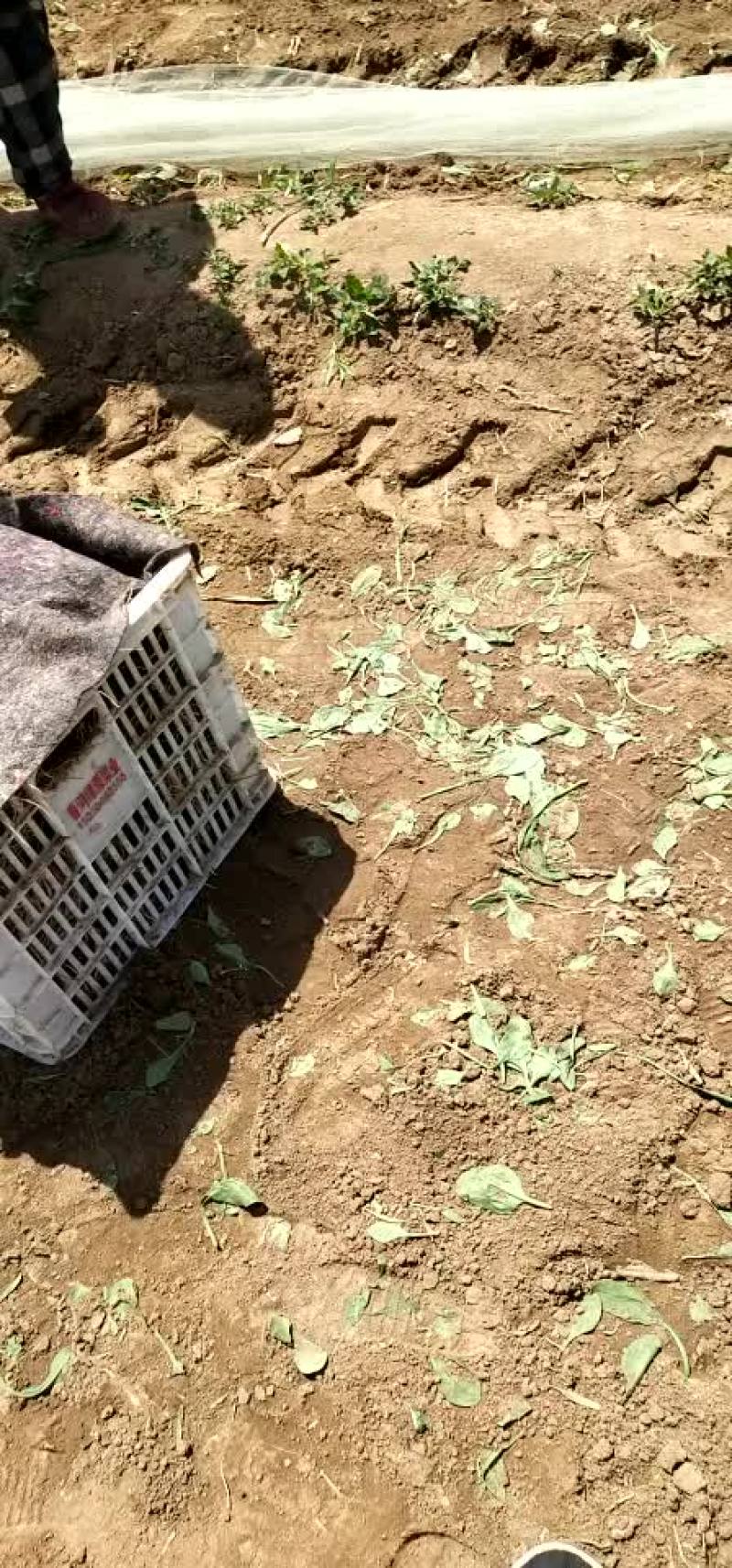 精品菠菜每天5万斤供应物流打包方便大量供应