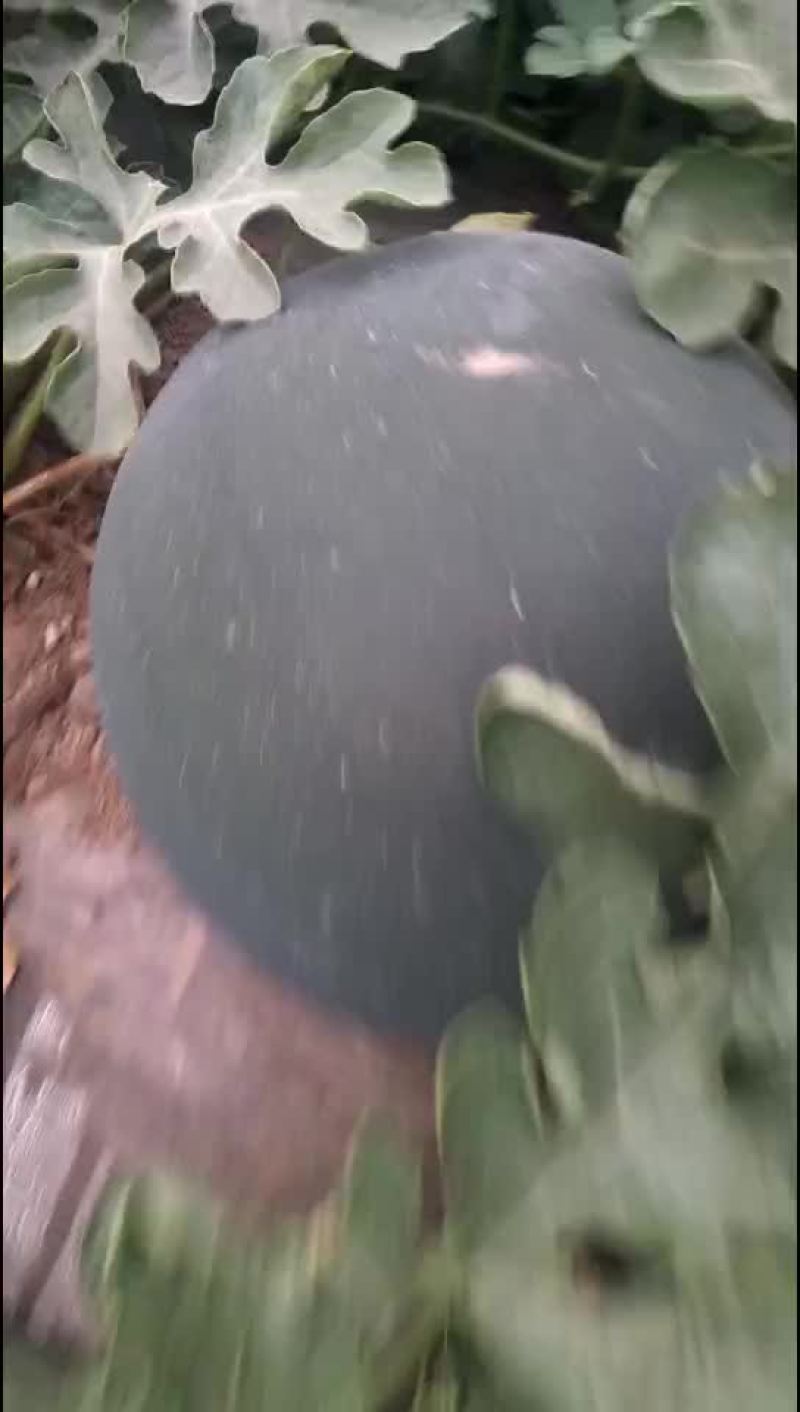 黑无籽