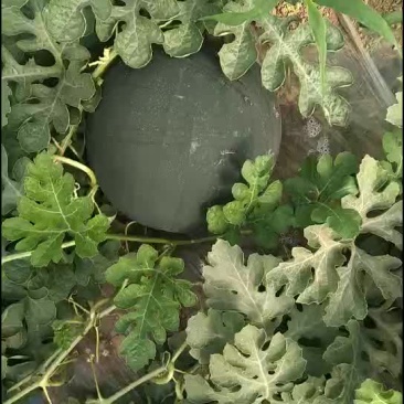 黑无籽