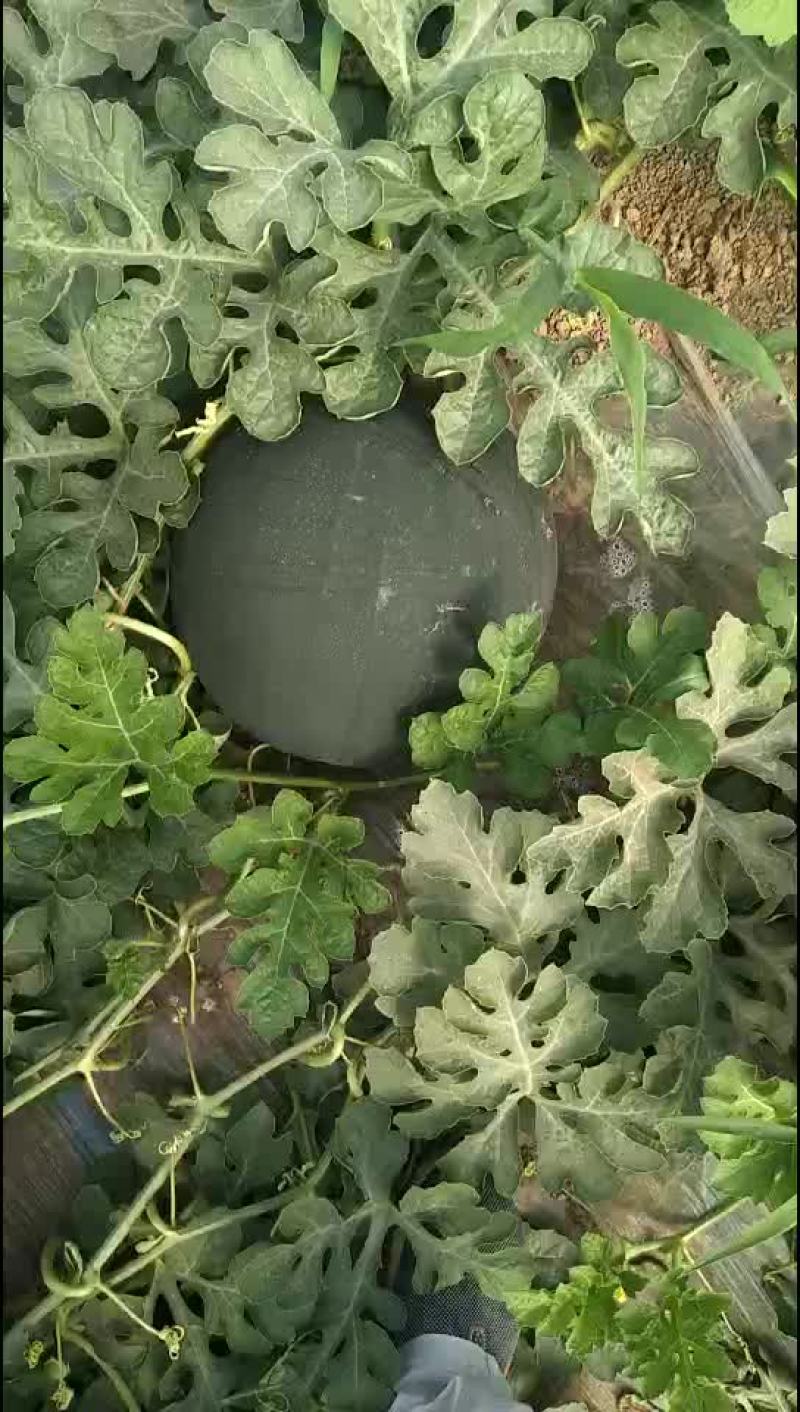 黑无籽