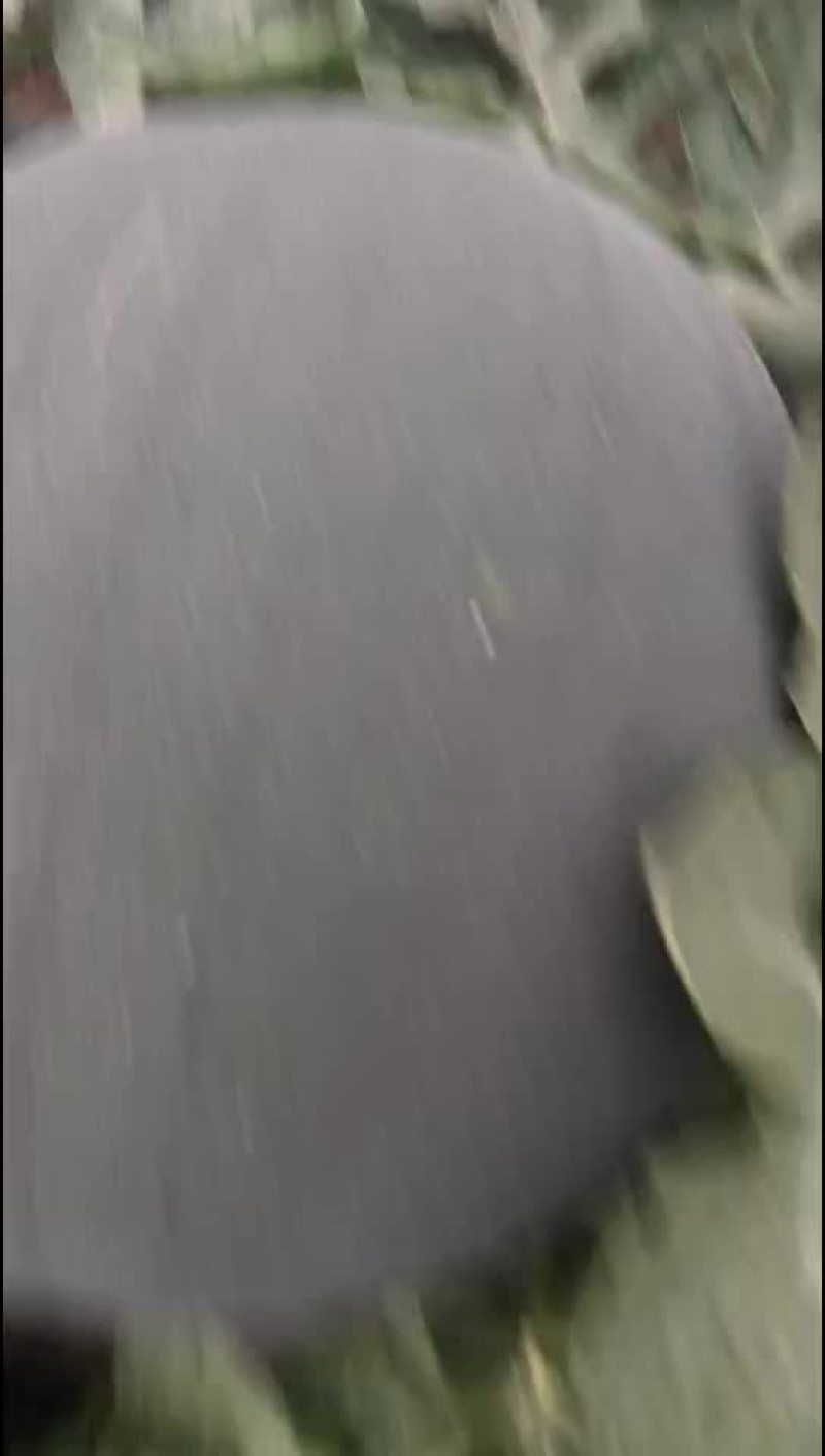 黑无籽