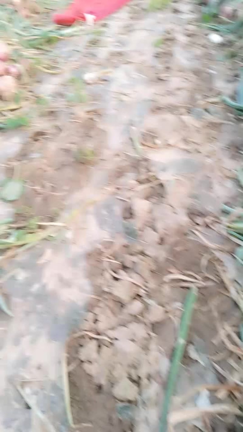 大葱便宜了