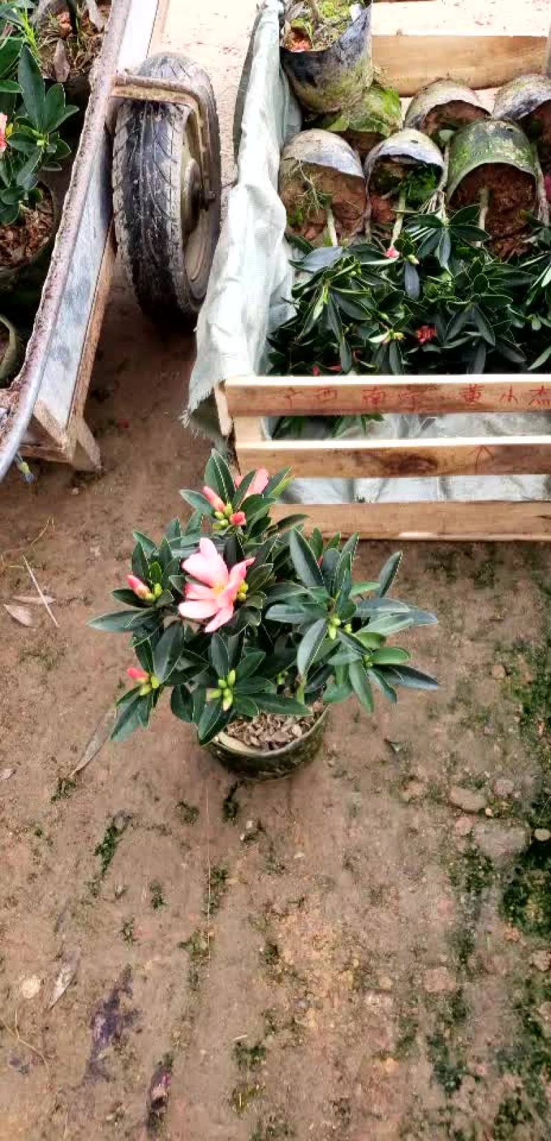 小四季茶花福建四海园基地直销