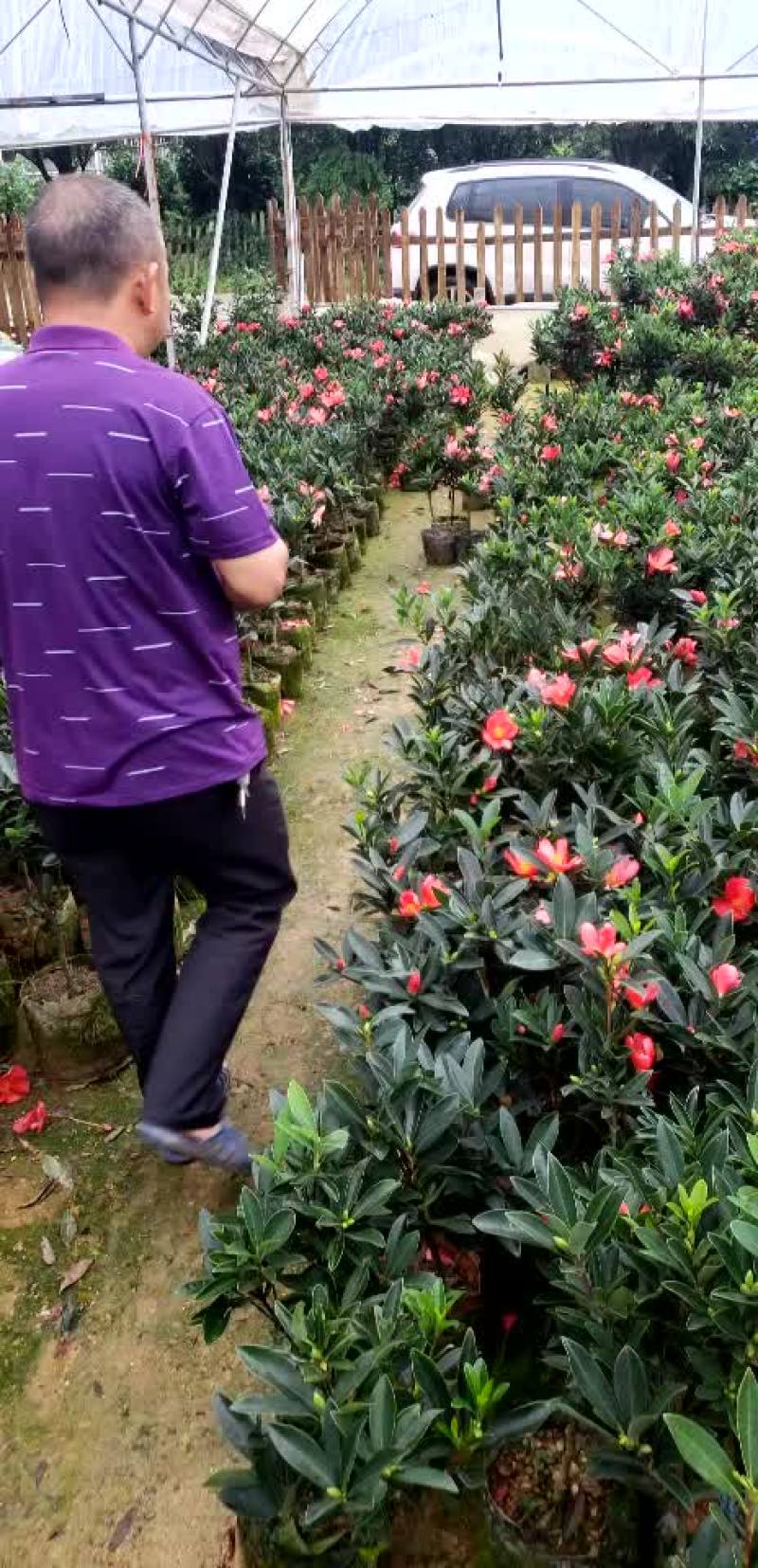 小四季茶花福建四海园基地直销