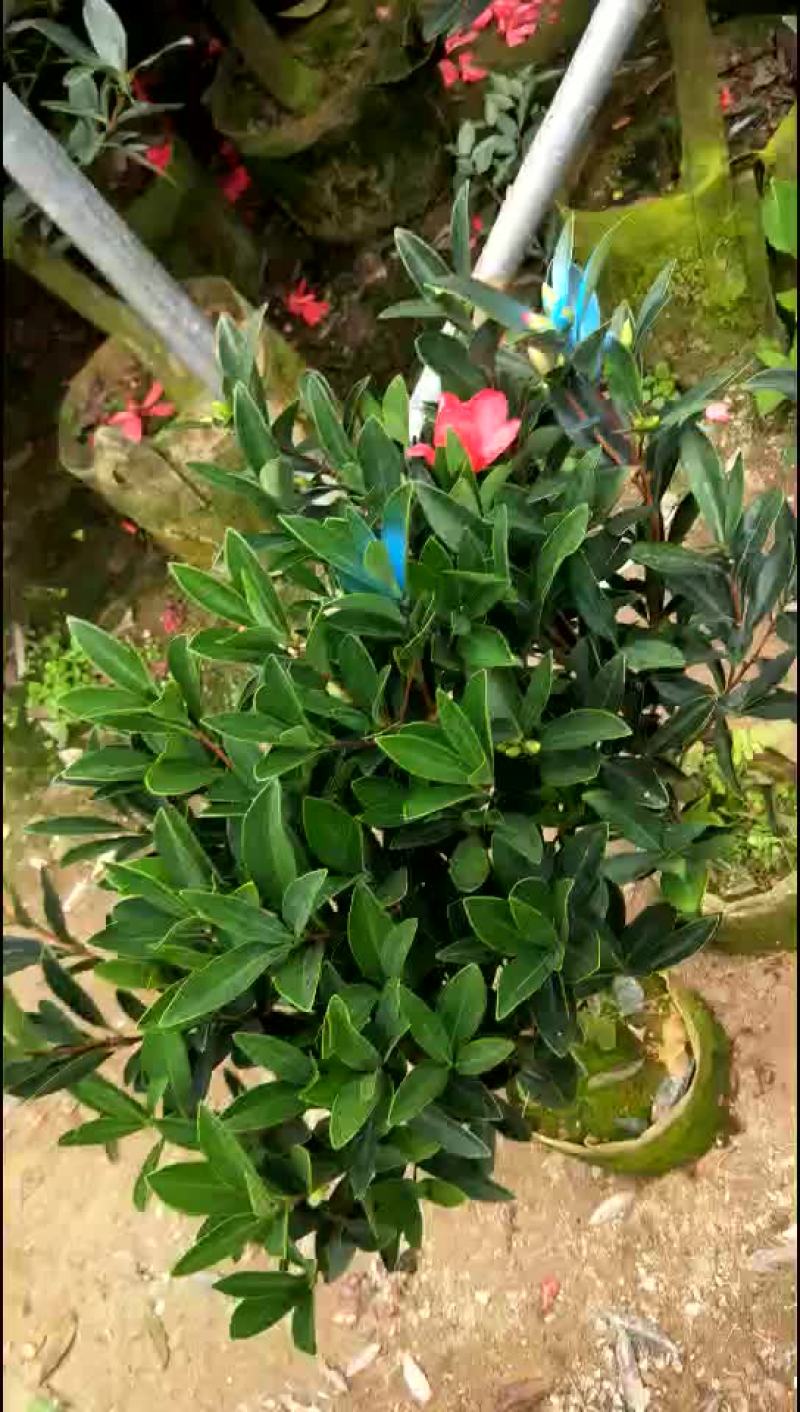 小四季茶花福建四海园基地直销