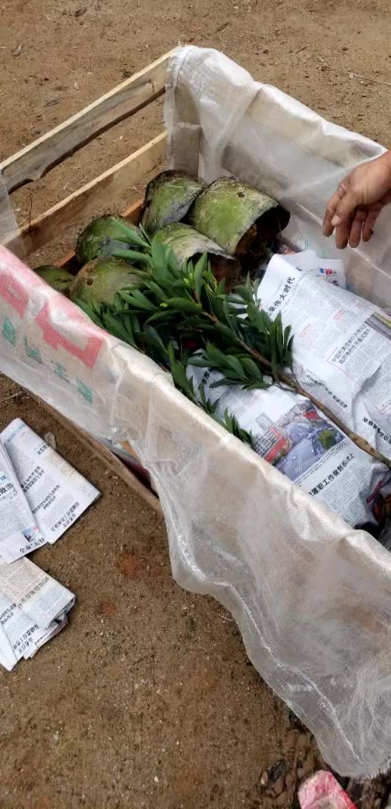 小四季茶花福建四海园基地直销