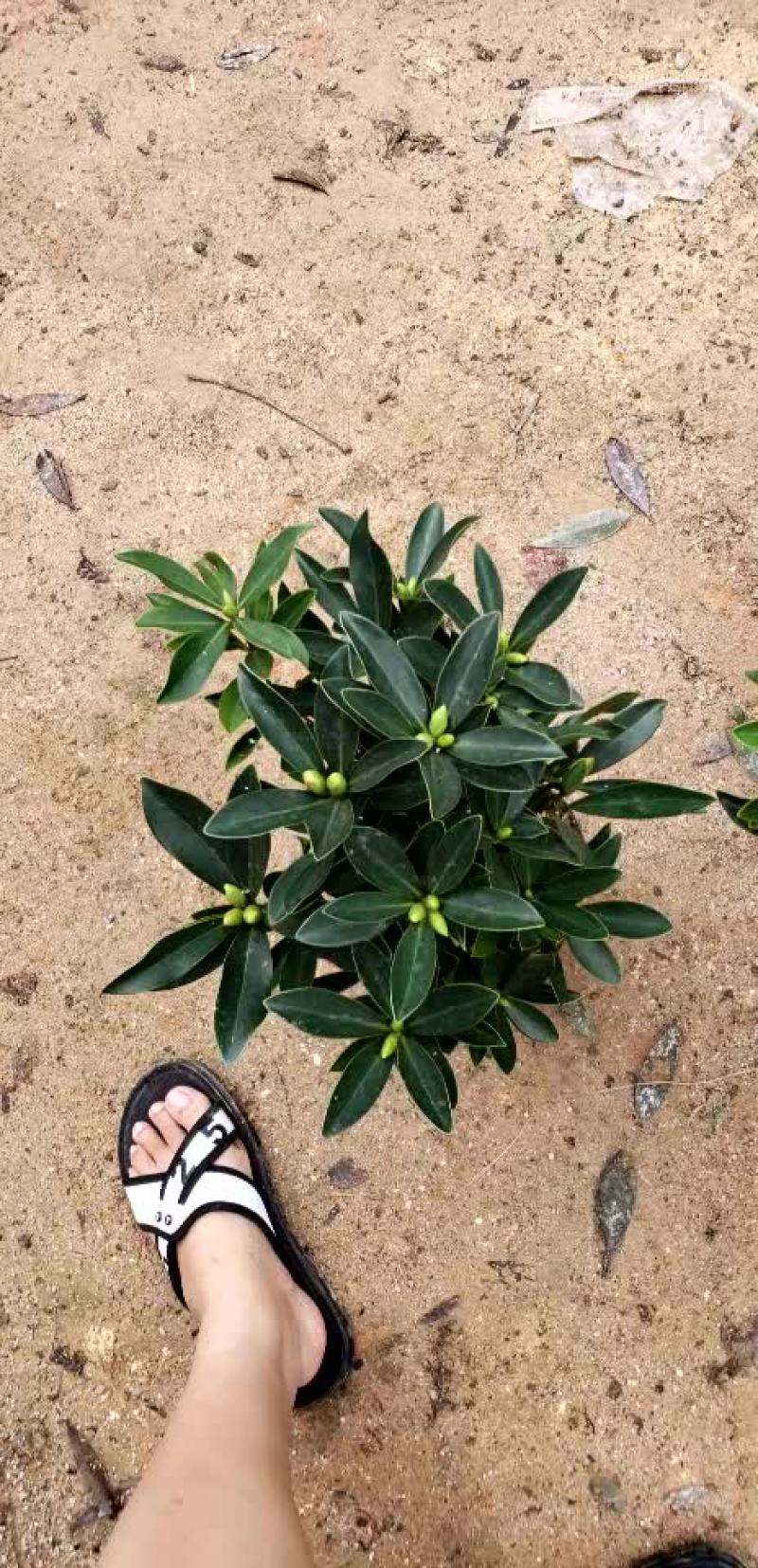 小四季茶花福建四海园基地直销