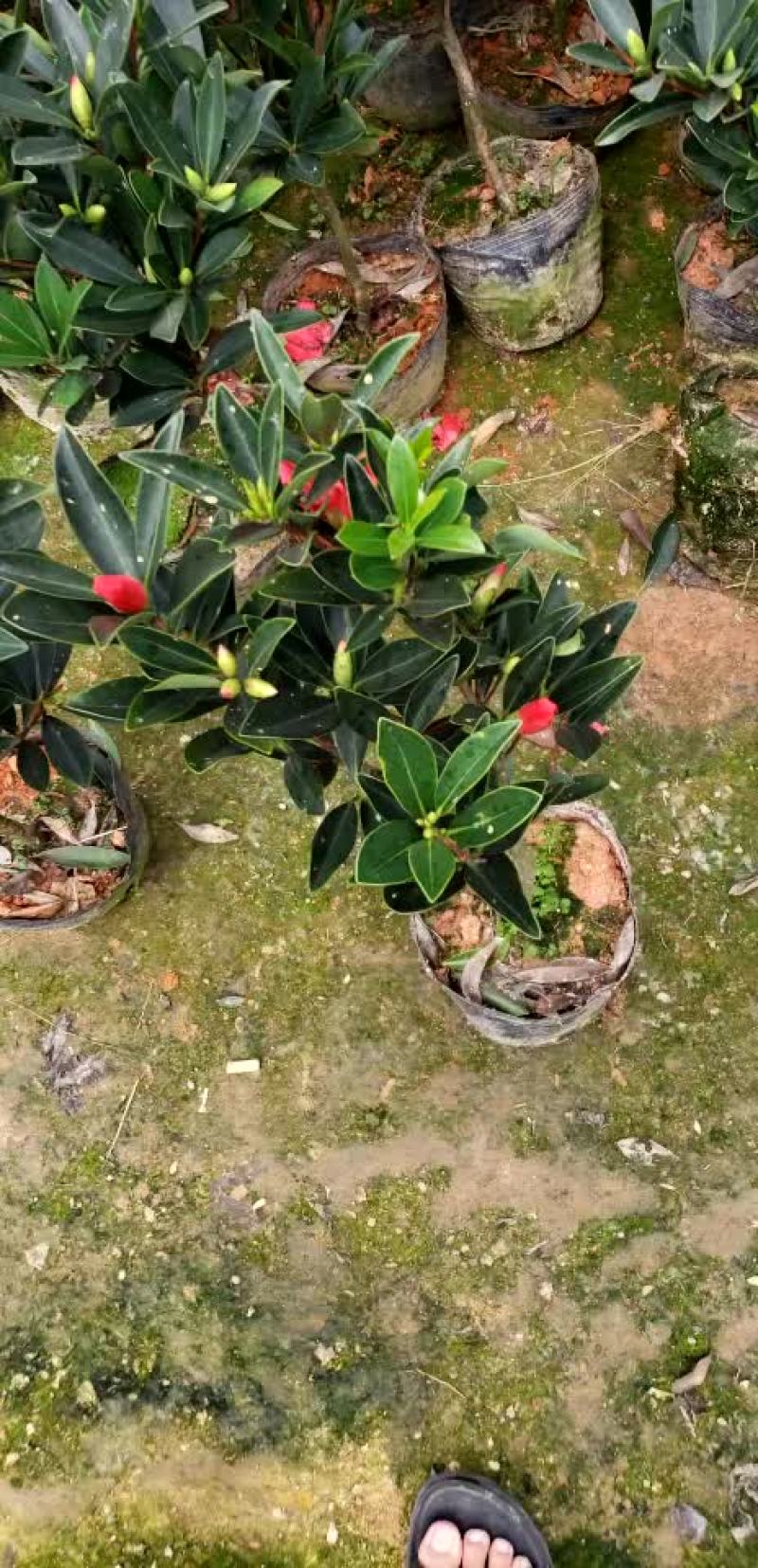 小四季茶花福建四海园基地直销
