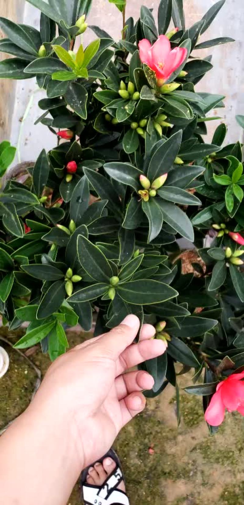 小四季茶花福建四海园基地直销