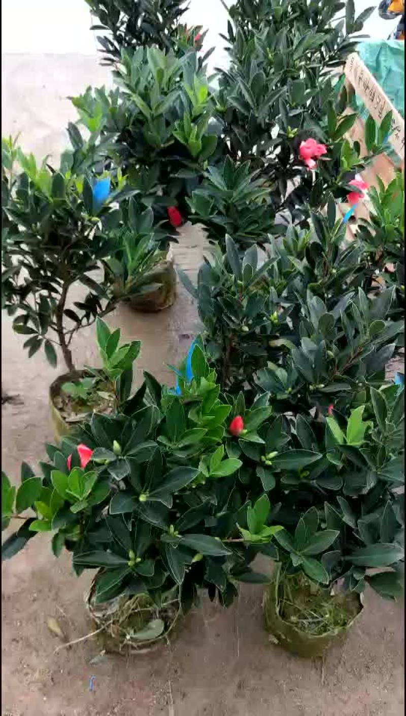 小四季茶花福建四海园基地直销
