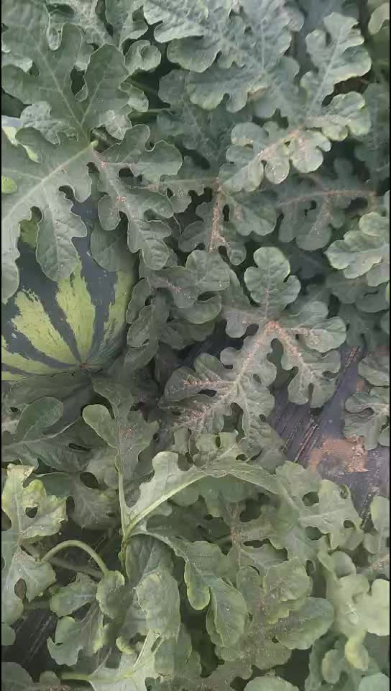大荔县金城5号