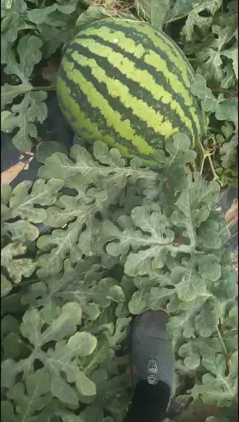 大荔县金城5号