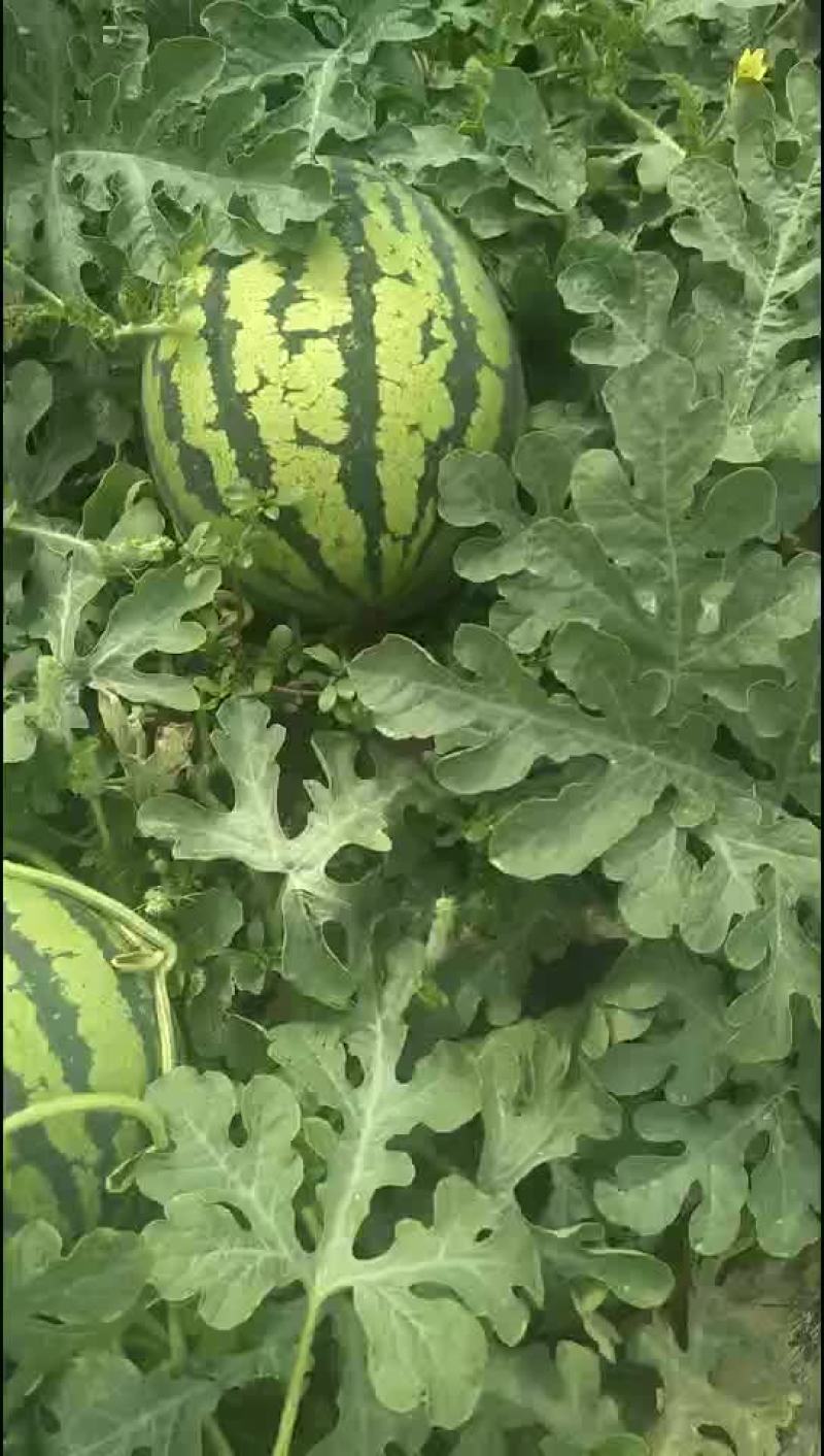 大荔县金城5号