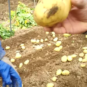 土豆大量上市了二两以上的何兰黄心的，质量有保证。