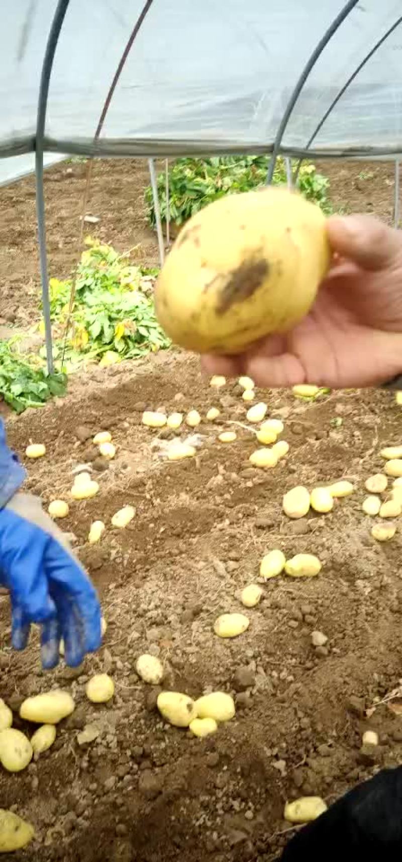 土豆大量上市了二两以上的何兰黄心的，质量有保证。