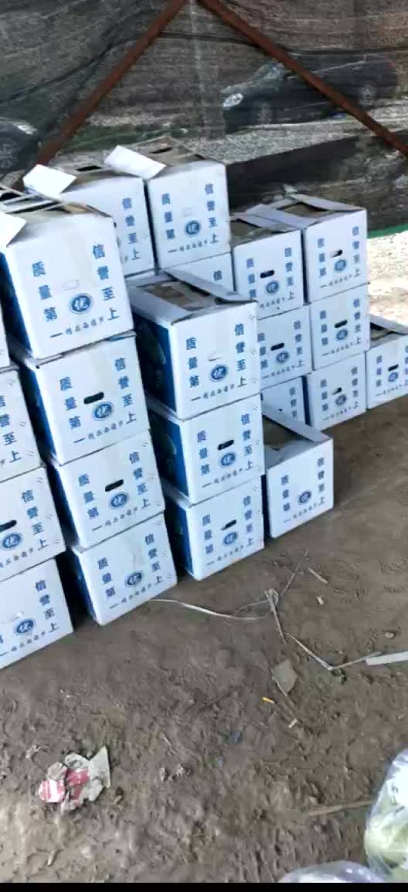 绿皮西胡芦质量很好啊