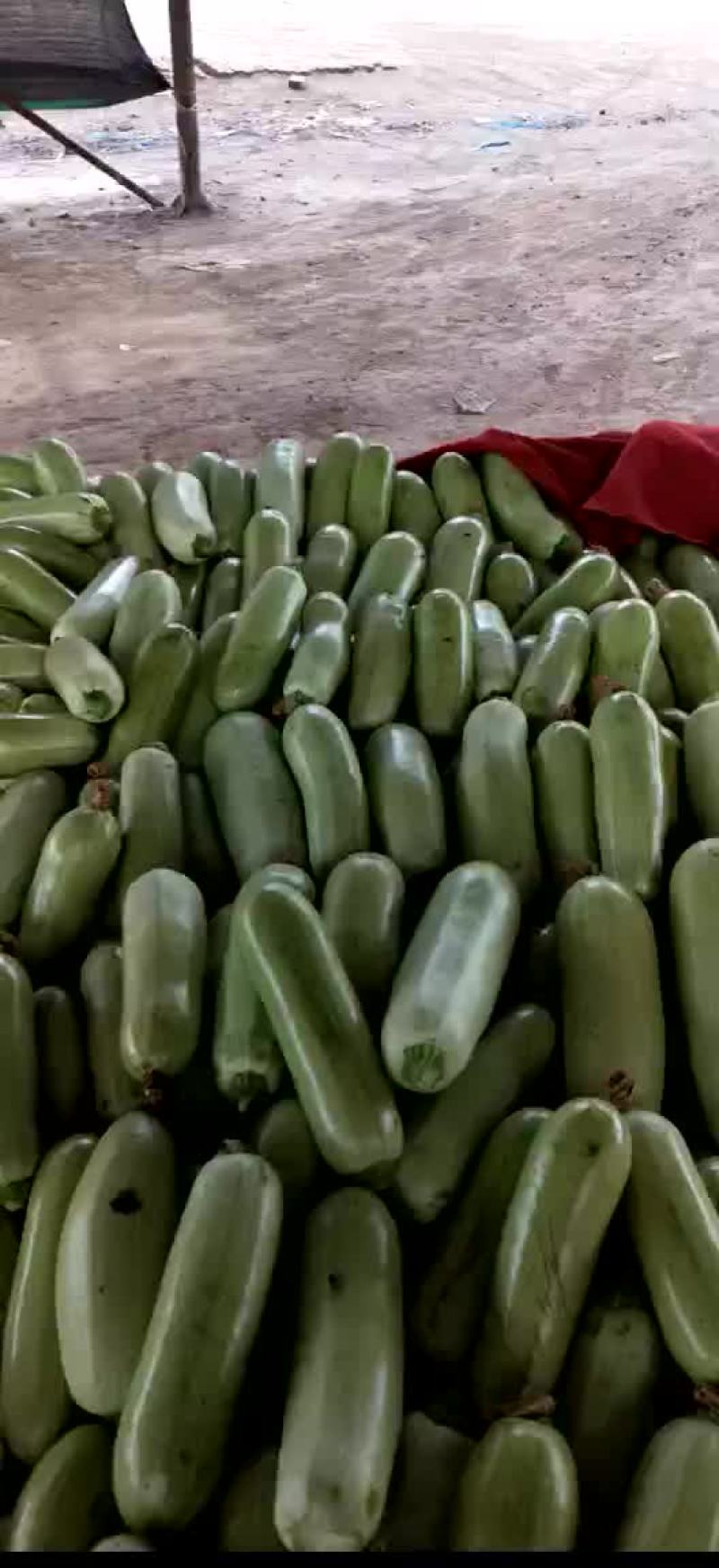 绿皮西胡芦质量很好啊