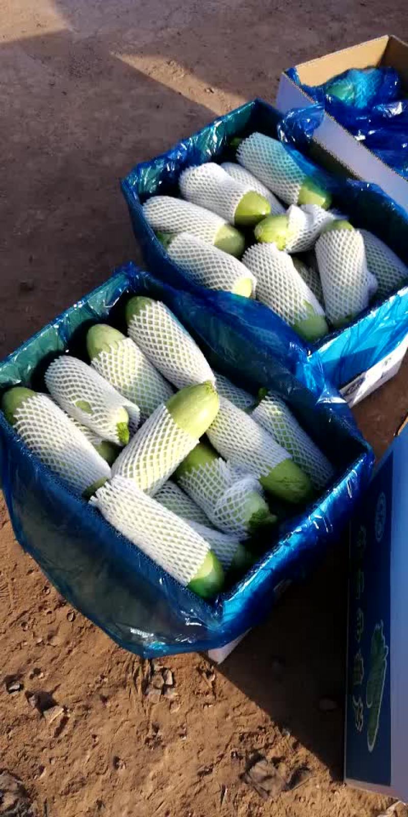 绿皮西胡芦质量很好啊