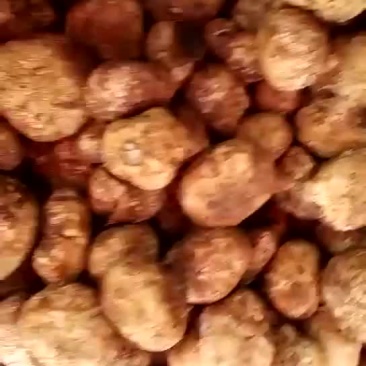 野生菌，没有中间商，易保存！