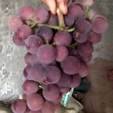 ，乒乓球，夏黑，葡萄已开始收了，有需要的速来恰谈
