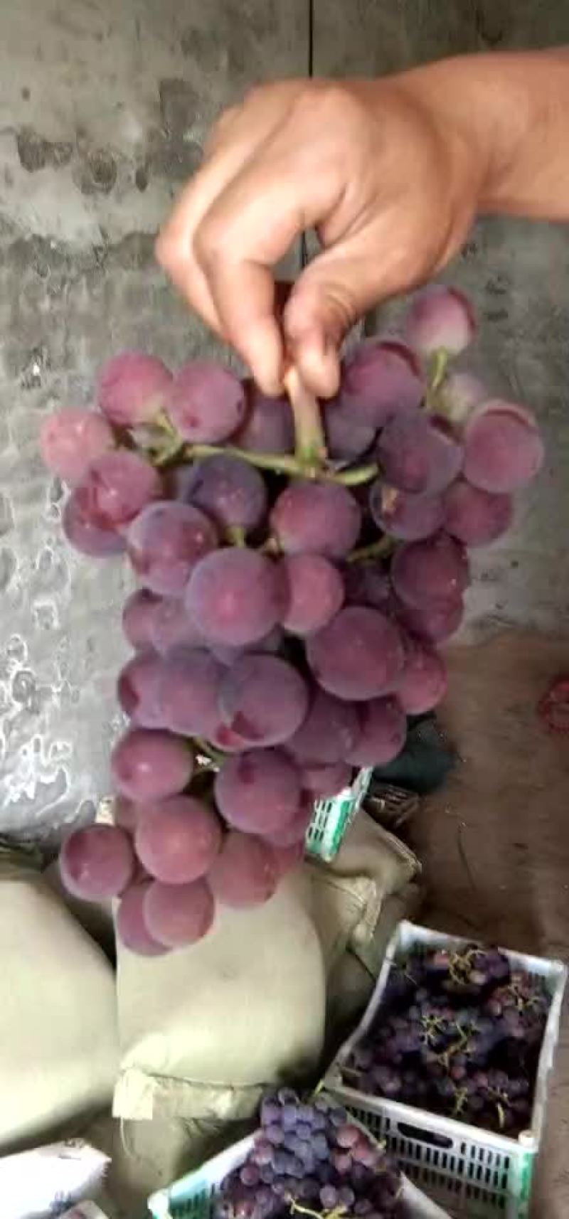 ，乒乓球，夏黑，葡萄已开始收了，有需要的速来恰谈
