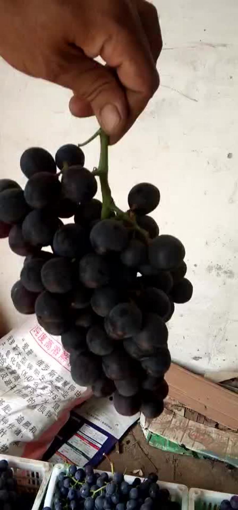 ，乒乓球，夏黑，葡萄已开始收了，有需要的速来恰谈
