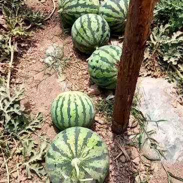 麒麟小瓜