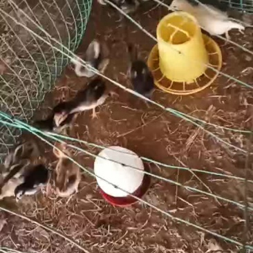 斗鸡苗