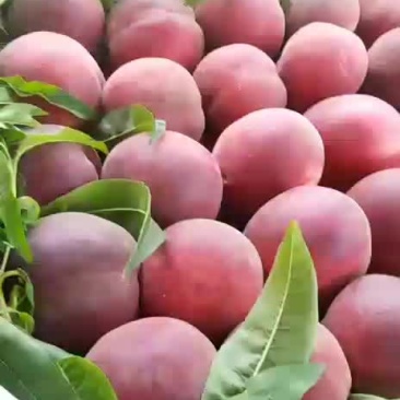 红桃春密三两半至六两