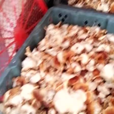 野生香菇