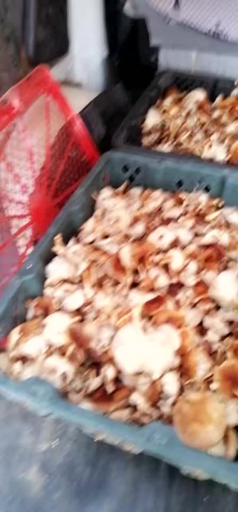 野生香菇