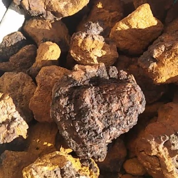 桦树茸，白桦茸，俄罗斯白桦茸，大兴安岭白桦茸