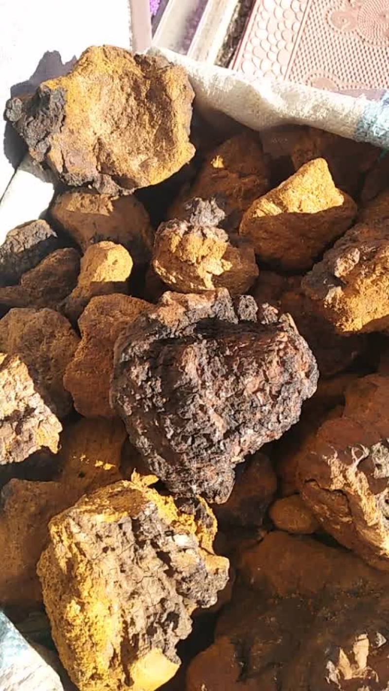 桦树茸，白桦茸，俄罗斯白桦茸，大兴安岭白桦茸