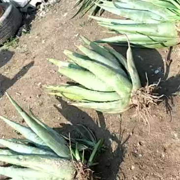 出售纯种库拉索大芦荟和优质种苗品种纯正，棵壮苗肥