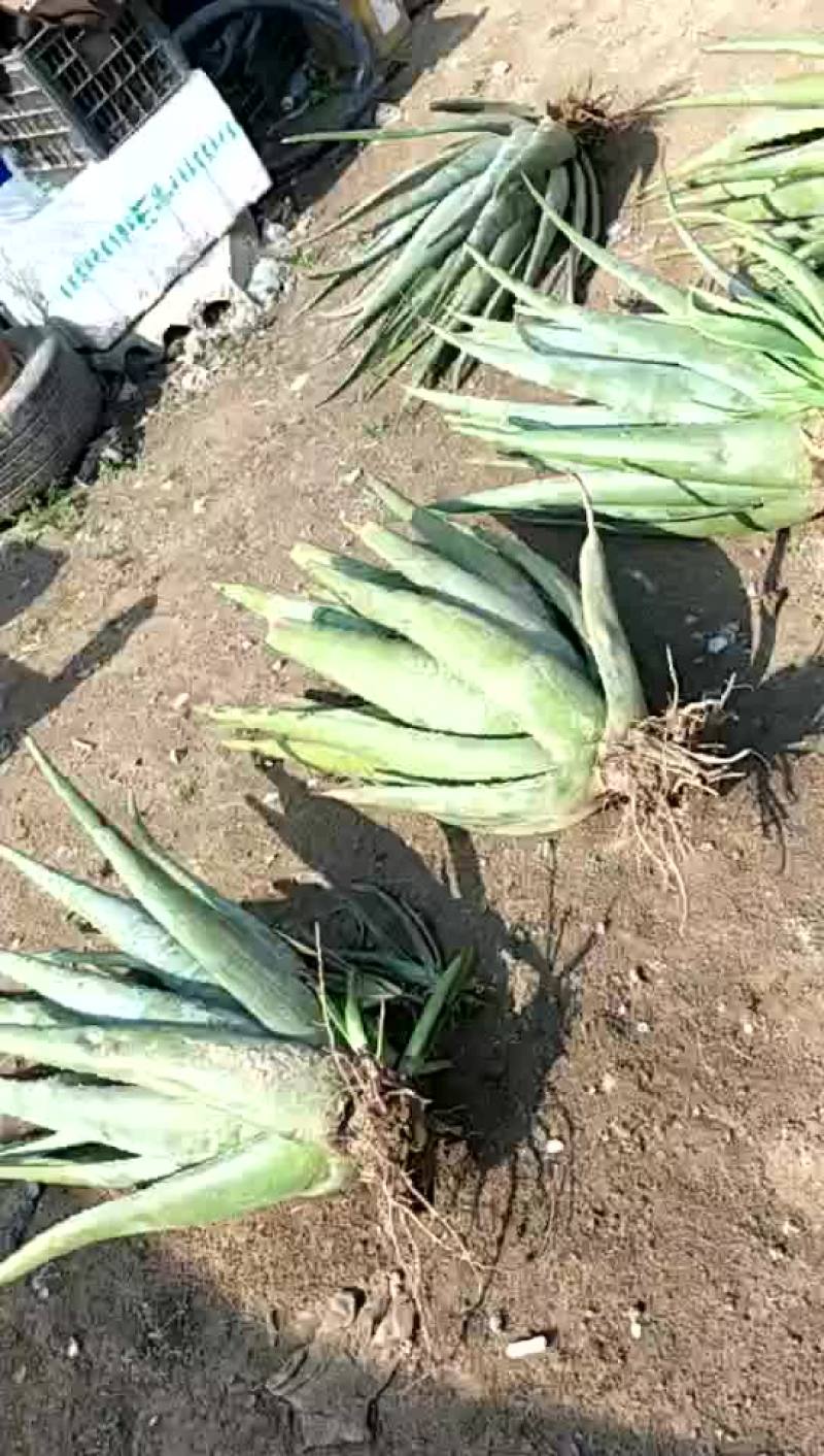 出售纯种库拉索大芦荟和优质种苗品种纯正，棵壮苗肥