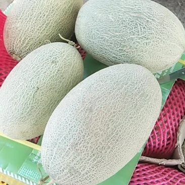 新疆西州蜜哈密瓜