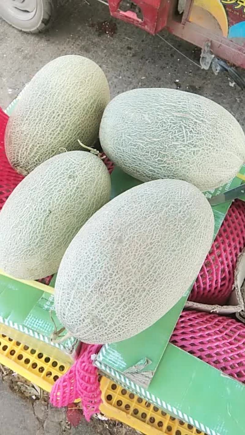 新疆西州蜜哈密瓜